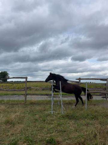 Jument noire débourrée 4 ans 1m60 sport et loisirs