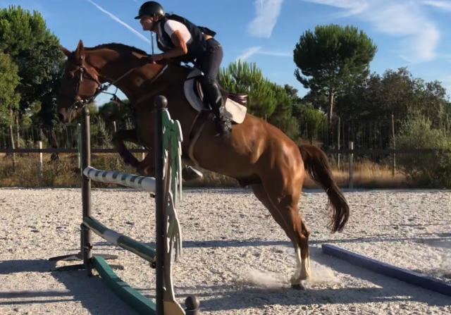 Demi-pension cheval de 8 ans