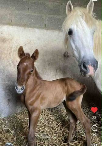 Petit tonnerre poulain de cœur né en 2025