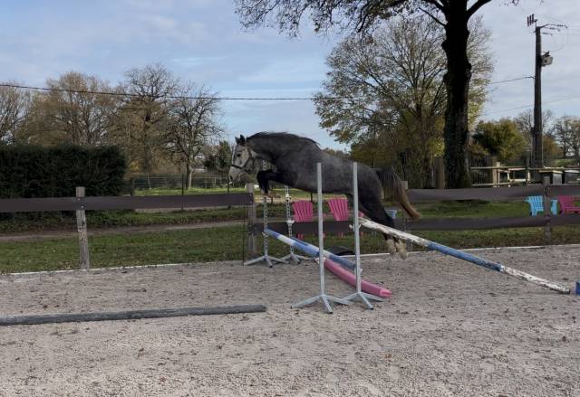 Pfs - 3 ans - ussandro tillia derlenn x ulk d’été