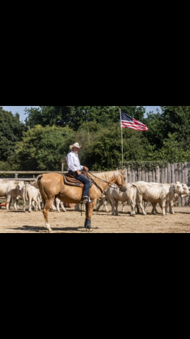 Hongre palomino quarterhorse