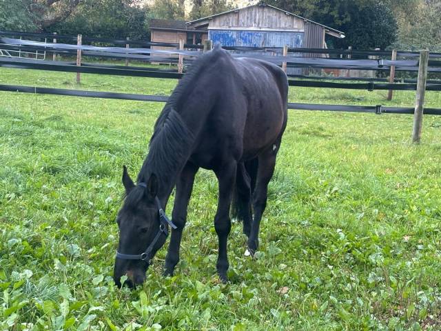 Hongre selle français de 5 ans
