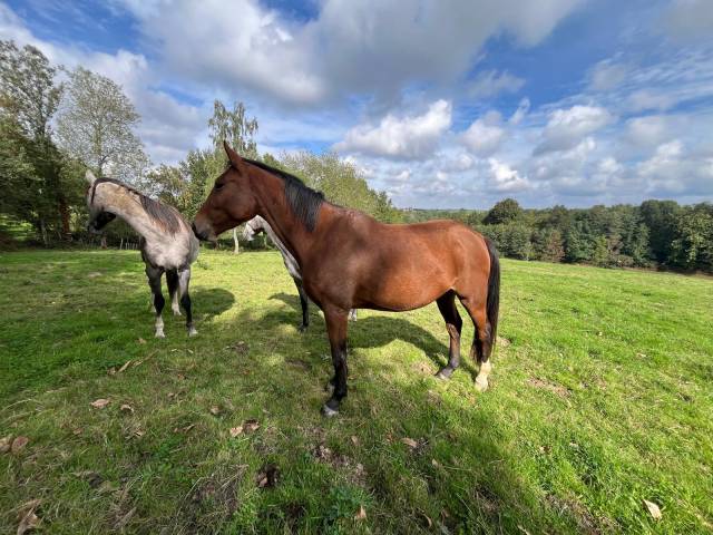 Jument selle français de 3 ans