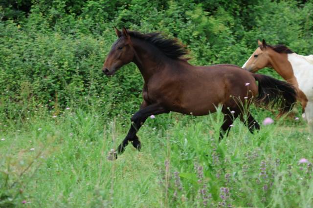 Entier oc possible de castrer