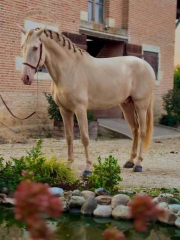 Cheval lusitanien perlino