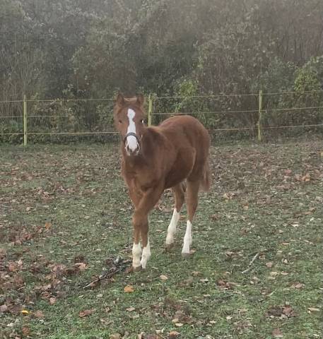 Pouliche painthorse solid pp 2025