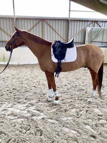 Hongre, 7 ans, sf, 1m67 dressage et cso