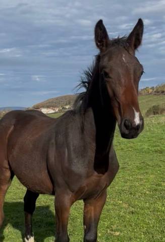 Superbe foal sf par diarado