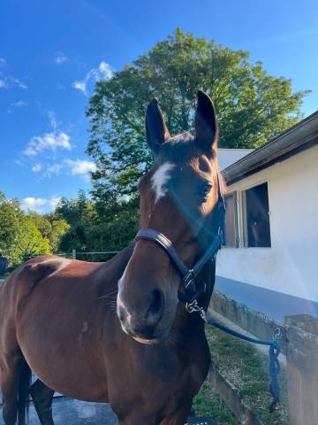 Jument sf à vendre ou à louer