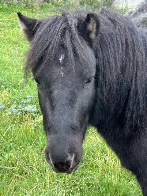 Poney shetland pp