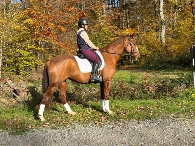 Elégante jument selle français 5 ans