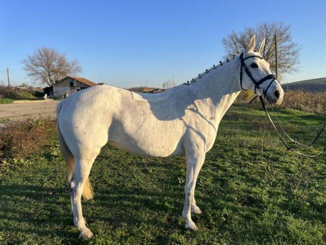 Jument de 146 cm âgée de 8 ans