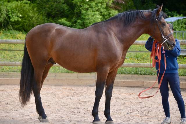 Hongre pré 170 cm bai débourré