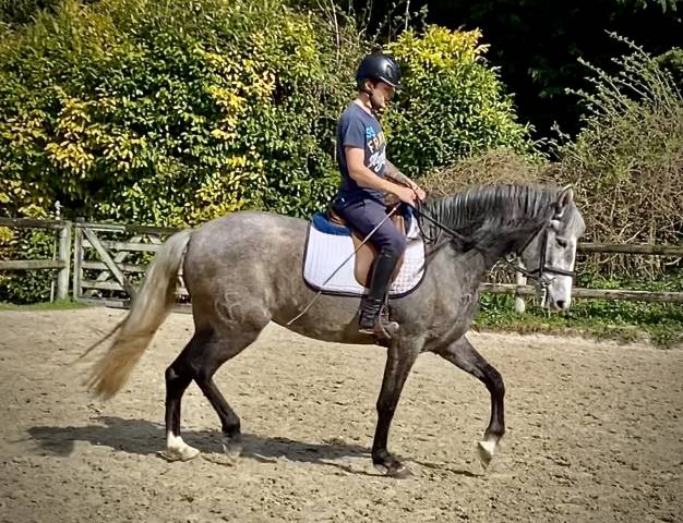 Jument pré 5 ans 160cm grise top origine!