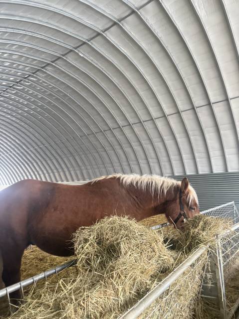 étalon comtois pp – 2 ans – très beau modèle