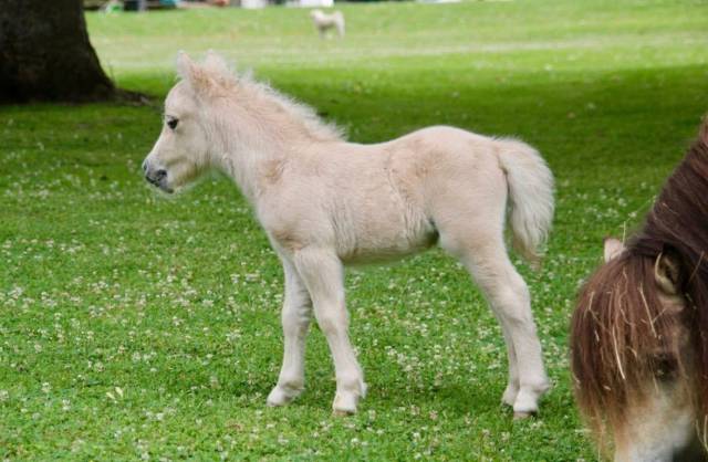 Poulain mini shetland pleins papiers
