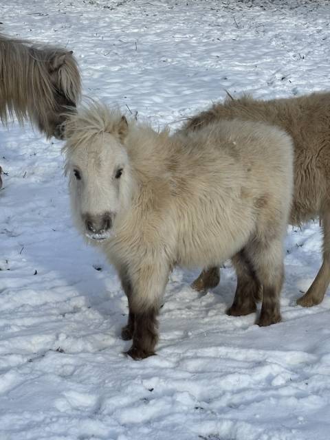 Poulain mini shetland pleins papiers