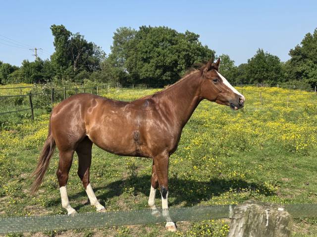 Jument quarter/paint horse