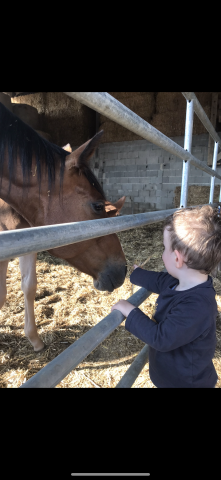 Jument réformée trotteur