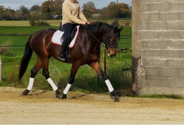 Selle français de 4 ans - dressage