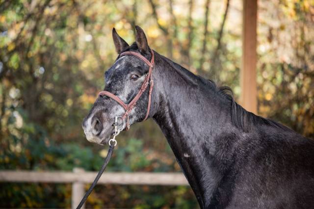 Magnifique hongre 4 ans