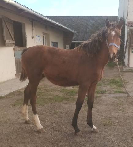 Foal selle français