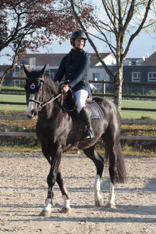 Cheval super amateur pour dressage ou cso