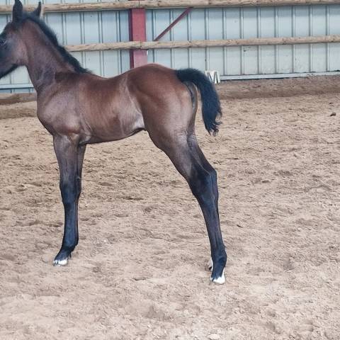 Foal de 6 mois