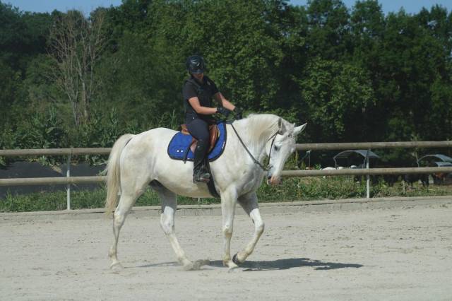 Vend hongre hermès du ninet