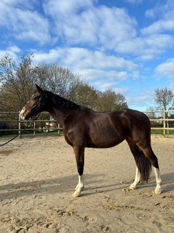 Hongre selle français (zangersheide)