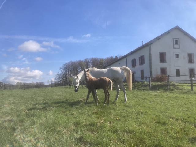 Jument pur sang arabe 12 ans