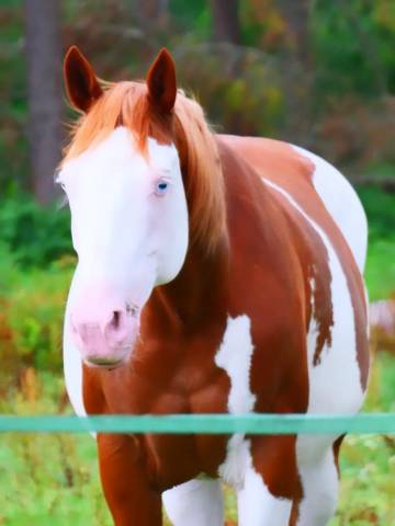 Cheval paint horse de 6 ans, pie alezan aux yeux bleus