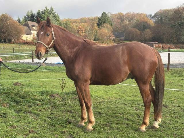 Jedusor salam, hongre de 6 ans