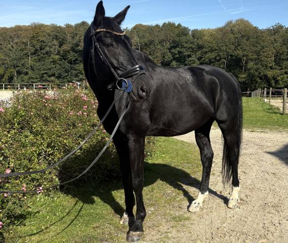 Dressage hongre noir 13 ans