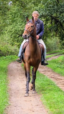 Jument de balade et de randonnée