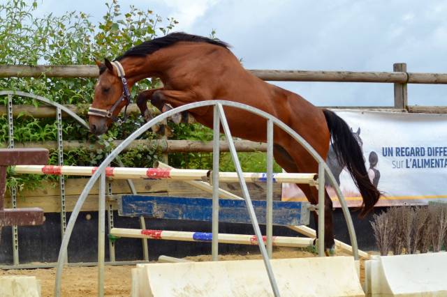 Jument plein papier sf