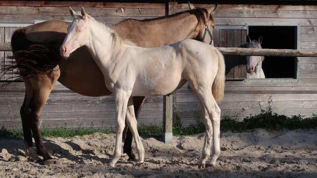 Pouliche sf 2025 pie crème par eldorado van de rib