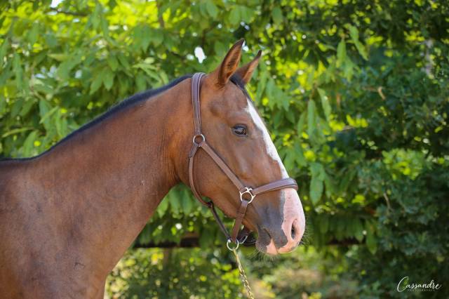 Super pouliche de 3 ans /solid gold