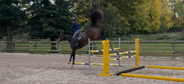 3 ans femelle grandorado x allegreto