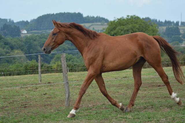 Hongre oldenbourg 3 ans