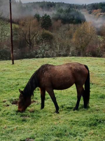 Poulinière , tf , 2009