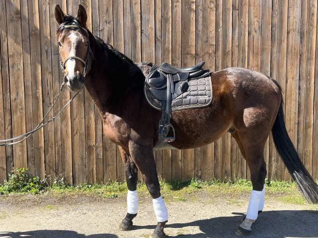 Cheval de sport et loisir