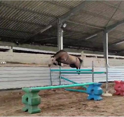 Hongre oc inscriptible new forest