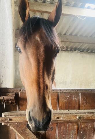 Hongre 7 ans ps réformé de courses