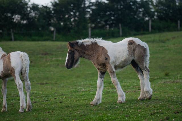 Pouliche irish cob pp grande taille, top caractère