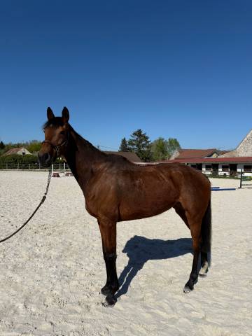 Adorable jument idéale loisir