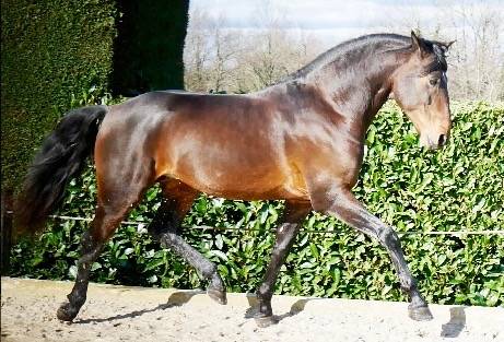 Hongre lusitano espagnol