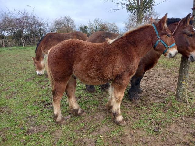 Poulain trait ardennais