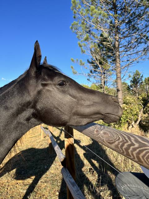 jument pur sang arabe – 3 ans – noire rubicano