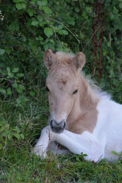 Mâle shetland pp 2025